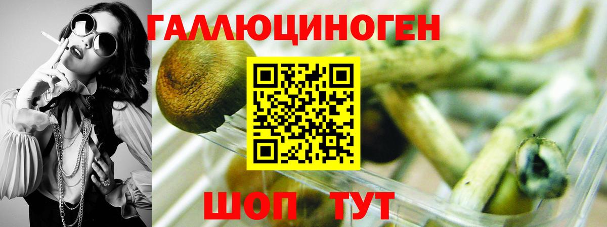 Галлюциногенные грибы Psilocybe  Галлюциногенные грибы прущие грибы  Вход с VPN  Грязи 